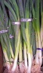 Large Green Onions   (Chinese/Welsh Onion)