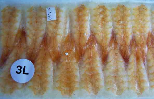 sushi grade frozen shrimp